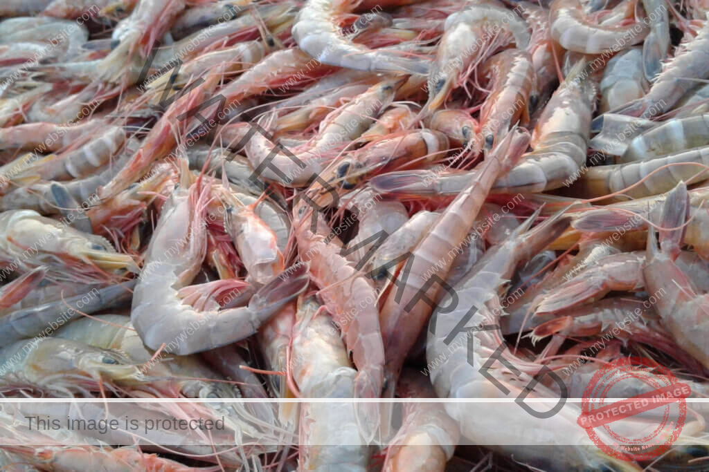 hinh anh 20 1 Vietnam's shrimp has maintained steady growth over the years.